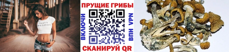 Псилоцибиновые грибы прущие грибы Нестеровская